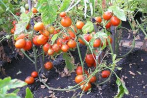 Description de la variété de tomate Kmicits, caractéristiques de soin et rendement