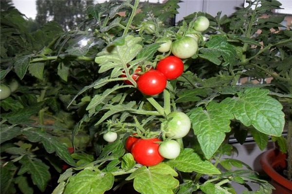 botón de tomate