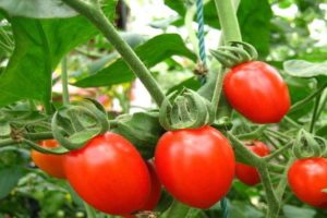 Description de la variété de tomate Button, ses caractéristiques et son rendement