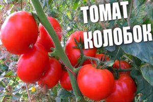 Penerangan mengenai varieti tomato Kolobok, ciri dan hasilnya