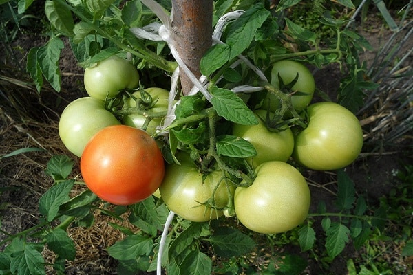 unpretentiousness of tomato