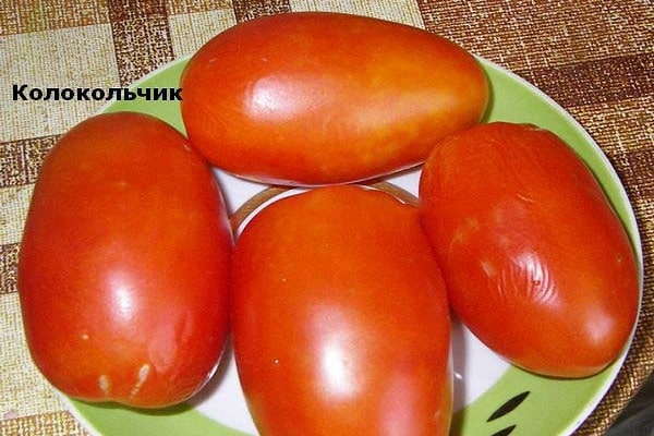 loceng tomato