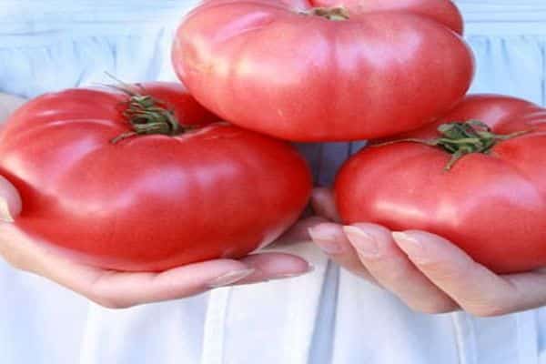 tomatoes in hand