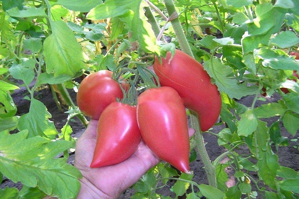 Tomate coréenne