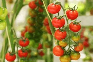 Descripción de la variedad de tomate de Madeira, características de cultivo y cuidado.