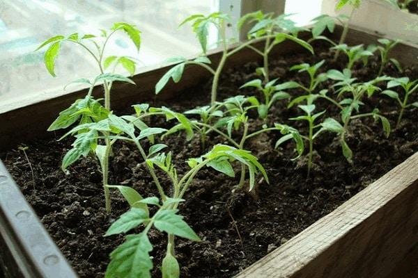 tomate de madeira