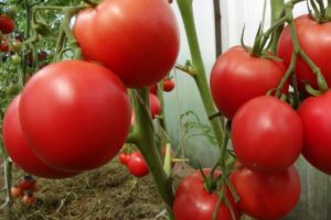 Descripción de la variedad de tomate Marquis, cultivo, plantación y cuidado.