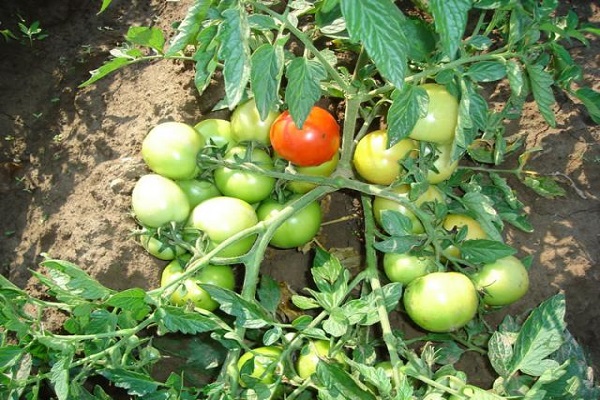 organisation de l'alimentation