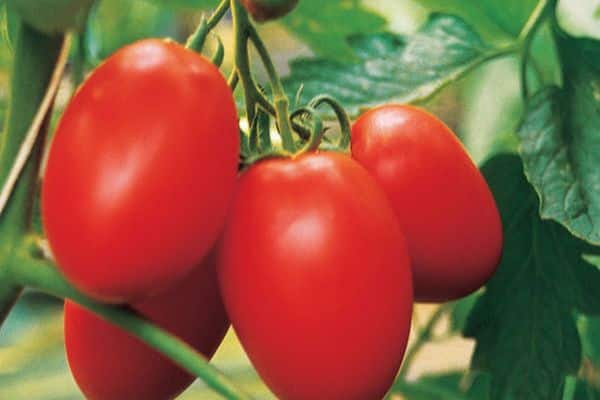 tomates sur les branches