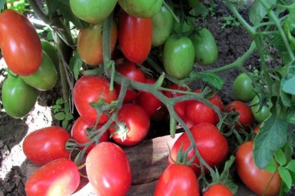 tomates en el suelo