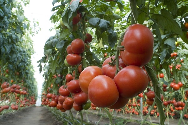 mathias de tomate