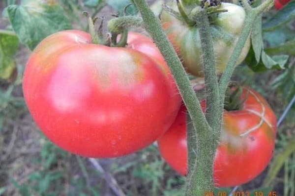 indésirable à planter