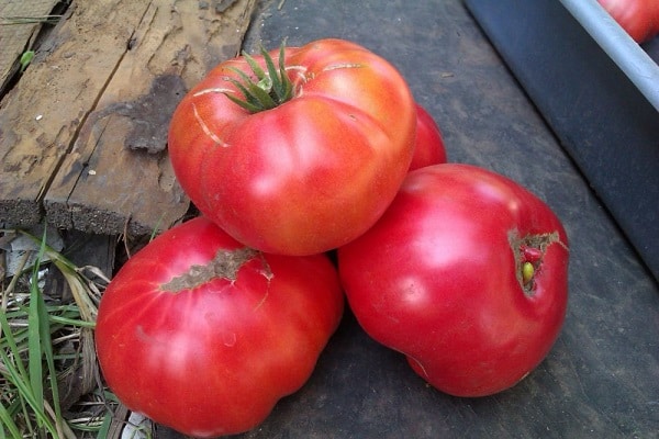 les tomates sont semées