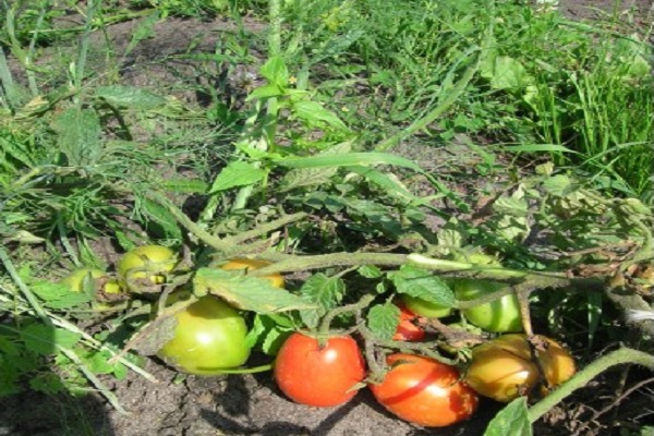 tomato natalie