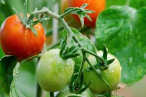 Description of the variety of tomato Natali, features of cultivation and care