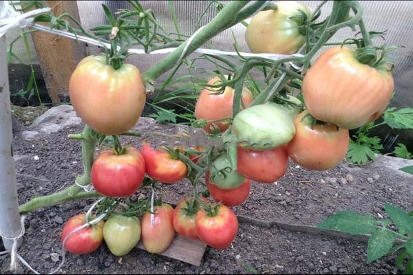 growing seedlings