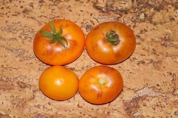 oren tomato