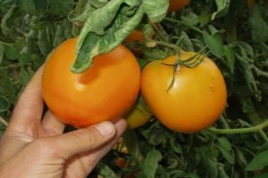 Penerangan mengenai varieti tomato oren, ciri dan produktiviti