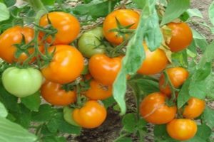 Description de la variété de tomate Conte de fées persan, ses caractéristiques et sa productivité