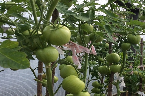 plantas jóvenes