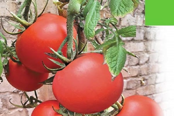 cadeau de tomate