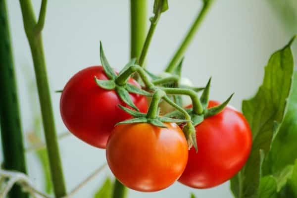 faire des salades