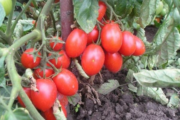 tomate trabajador