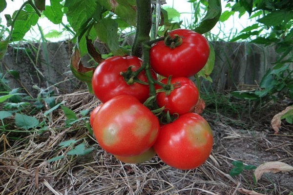 manzana celestial