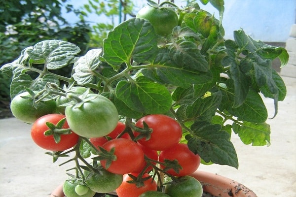 growing on the balcony