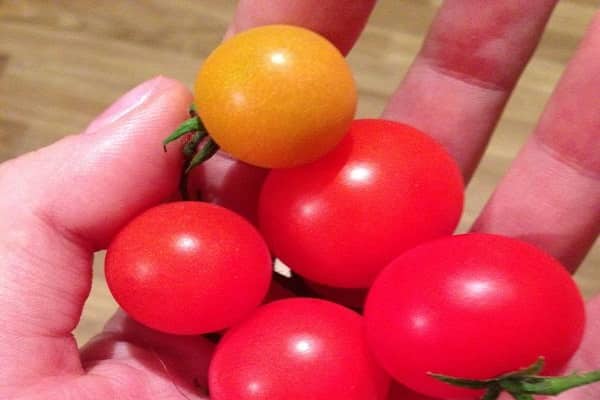 tomates de arbusto