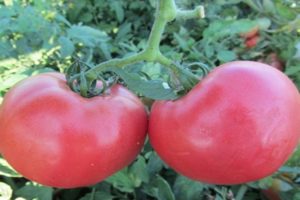 Penerangan mengenai varieti tomato Rosalisa, ciri dan penanamannya