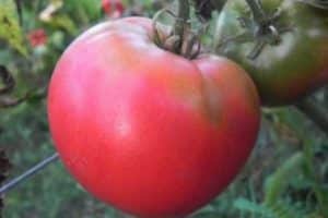 Description de la variété de tomate Pink Dawn, caractéristiques de culture et d'entretien