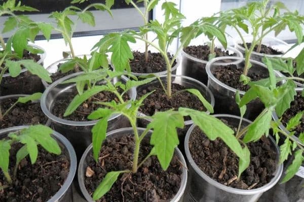 características de cultivo