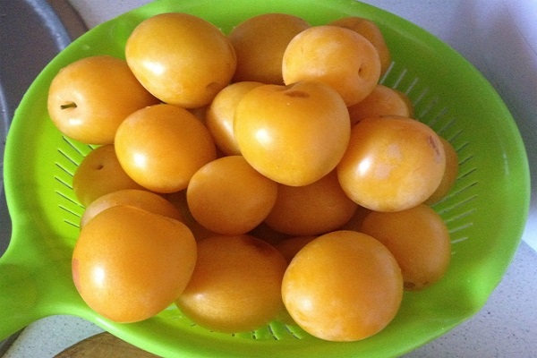 bentuk plum