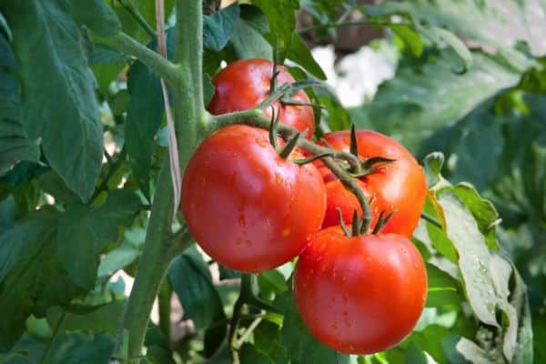 Samouraï de tomate en plein champ