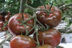 Description de la variété de tomate Sasher, ses caractéristiques et sa culture