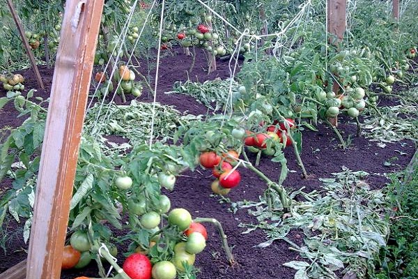 early tomatoes