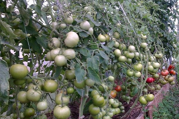 miniature fruits