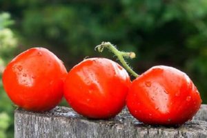 Descripción de la variedad de tomate Heart Kiss, características de cultivo y rendimiento.