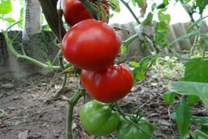 Description of the tomato variety North Queen, features of cultivation and care