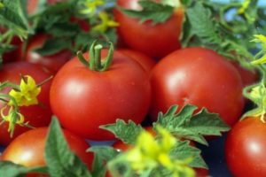 Description de la variété de tomate Sympatyaga, ses caractéristiques et son rendement