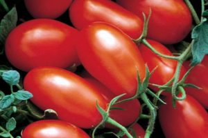 Description of the tomato variety Office romance, features of cultivation and care