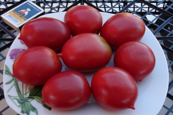 tomato jenis karpal