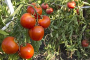 Description de la variété de tomates Tyler, ses caractéristiques et son rendement