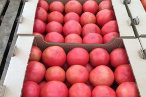 Penerangan mengenai pelbagai warna tomato Cetus pink, ciri dan produktiviti