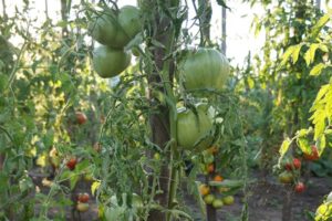 Description de la variété de tomate Votre Majesté, caractéristiques de culture et d'entretien