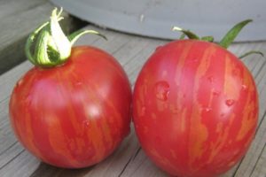 Description de la variété de tomate Vernissage, caractéristiques de culture et d'entretien