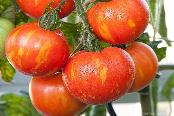 faire mûrir les légumes