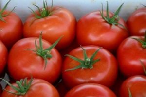 Penerangan mengenai tomato Apple Spas, ciri, kelebihan dan kekurangannya