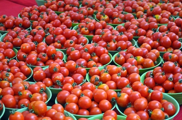 le lever du soleil de récolte de tomates